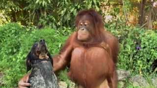 Unlikely Animal Friends Friends Furever Commercial  Google Android [upl. by Adnahsar26]