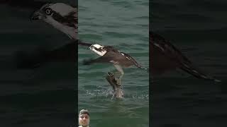 ospreys eagles ospreycam ospreyeurope birds [upl. by Icyak]