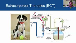 Extracorporeal Therapies with Dr Fabrice Fosset [upl. by Natal]