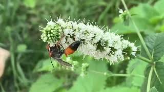 Sphex pruinosus avispa excavadora  digger wasp [upl. by Artina658]