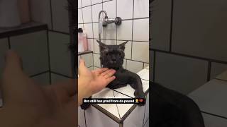 My Cat’s First Shower As A Free Man 😪 [upl. by Verne]