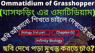 Ommatidium of Grasshopperঘাসফড়িং এর ওমাটিডিয়াম  structure amp function বাংলায়। [upl. by Hynda511]