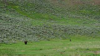 Bison charges Grizzly Bear in Yellowstone National Park Lamar Valley [upl. by Alet]