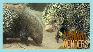 Our Two Porcupines Kemosabe amp Kizmit [upl. by Attenaj44]