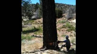 Falling a tree using hydraulic jacks [upl. by Merrie]