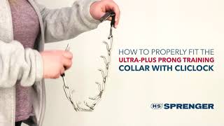 How to Get the Proper Fit Herm Sprenger UltraPlus Dog Prong Training Collar with ClicLock [upl. by Corydon]