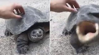 Turtle Attack Compilation [upl. by Raamaj]