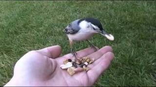 Alfred the White Breasted Nuthatch [upl. by Frick54]