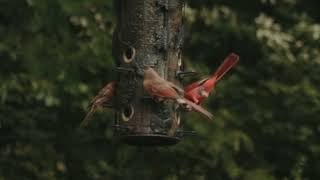 A Shot of a Busy Bird House [upl. by Kisor]