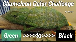 Chameleon Changing Color Challenge  From Green to Black [upl. by Anaibib640]