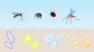 Animation Companion Animal VectorBorne Diseases [upl. by Sedda]