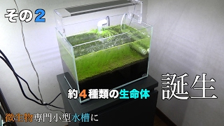 微生物大発生専門小型水槽に約４種類の生命体誕生 ＃００２ [upl. by Aschim]