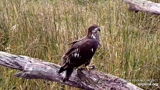 The juvenile eagle is enjoying its food Mississippi River 密西西比河 2024 10 12 16 00 08 [upl. by Chuck]