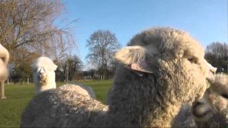 Cute little baby alpacas on weaning day [upl. by Glovsky]