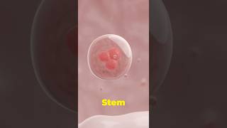 “Can Stem Cells Regrow Teeth and Hair” [upl. by Ahsik]