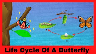 Life Cycle Of A Butterfly  Butterflies For Kids  ButterflyLifeCycle ForKids [upl. by Lawry64]