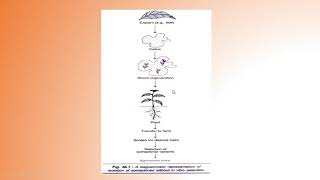 somaclonal variation [upl. by Igic]