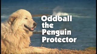 Meet The Penguin Protector Oddball [upl. by Malena571]