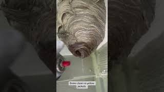 Brake cleaner vs hornets nest hornet hornets wasp asmr yellowjackets infestation insectnest [upl. by Suckram435]