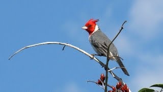 LOS HERMANOS CUESTAS como los pajaros [upl. by Sirehc147]