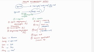 PYRUVATE DEHYDROGENASE COMPLEX  with mnemonics [upl. by Nolyarb791]