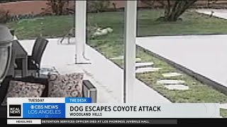 Coyote attacks dog in Woodland Hills backyard [upl. by Sonitnatsnoc]