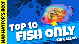 Top 10 Fish Only Saltwater Fish [upl. by Iams155]