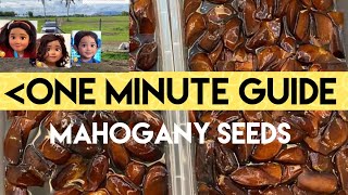 Germinate mahogany seeds [upl. by Anerbas]