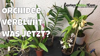 Was mache ich mit verblühten Orchideen  Alles über Orchideen 20  Gartenschlaucom [upl. by Savart]