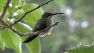 Colibrí o Zumbador Dorado Anthracothorax dominicus  Antillian Mango Hummingbird [upl. by Jegar]