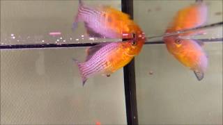 Sailfin Mollies and Swordtails [upl. by Ley]