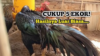 GAK NYANGKA Dapat Untung dari Pelihara Ayam 5 Ekor [upl. by Eirojram631]