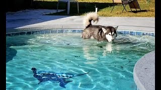 Tonka The Malamute Swimming In December and Cornhole [upl. by Lanuk]