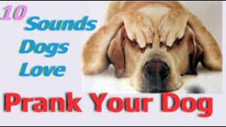 Sounds That Tilt Dogs Head  Sounds Dogs Love Most [upl. by Carnahan]