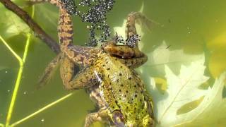 Frogs Fertilizing Eggs [upl. by Dysart]