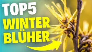 Diese 5 Winterblüher kennt nicht jeder  So strahlt dein Garten im Winter [upl. by Sessler]