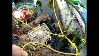 Crabbing in Grays Harbor Bay  Ocean Shores WA [upl. by Garris152]