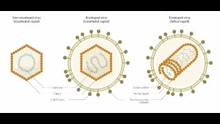 Microbiology  Introduction to General Virology [upl. by Caldera]