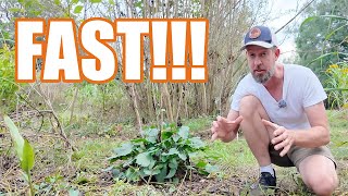 2 Tricks for Faster Food Forest Yields [upl. by Llevart704]