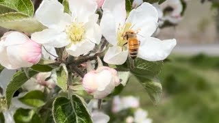 La importancia de las abejas 🐝 en la agricultura 🧑‍🌾 la polenizacion [upl. by Lubba]