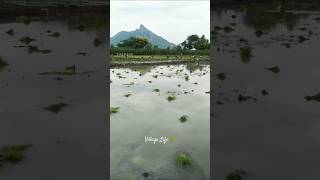 Village life style🌾💚 reels travel love tamil lovesong madrasapattinam village villagelife [upl. by Iniffit]