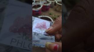 😱how to grow phlox flower from seedsbeautiful viral how flower [upl. by Raamal644]