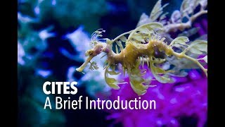 CITES A Brief Introduction [upl. by Adniles]