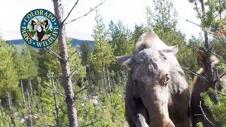 Moose Attacks Are Increasing [upl. by Yotal196]