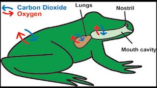 Amphibian Chytrid GROUP I [upl. by Ettennil]