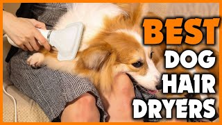 Best Dog Hair Dryers 2022 Top 5 Picks [upl. by Devol]