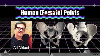 Human Pelvis [upl. by Llenwahs]