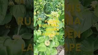 PHLOMIS RUSSELIANA TURKISH SAGE GARDEN LANDSCAPE [upl. by Bambie]