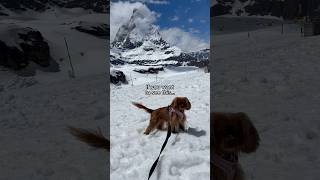 Are you driving to Switzerland with your dog switzerlandtravel hikingwithdogs travelingwithdogs [upl. by Enyaz155]