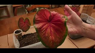 Caladium bulb10 day Update [upl. by Anircam]